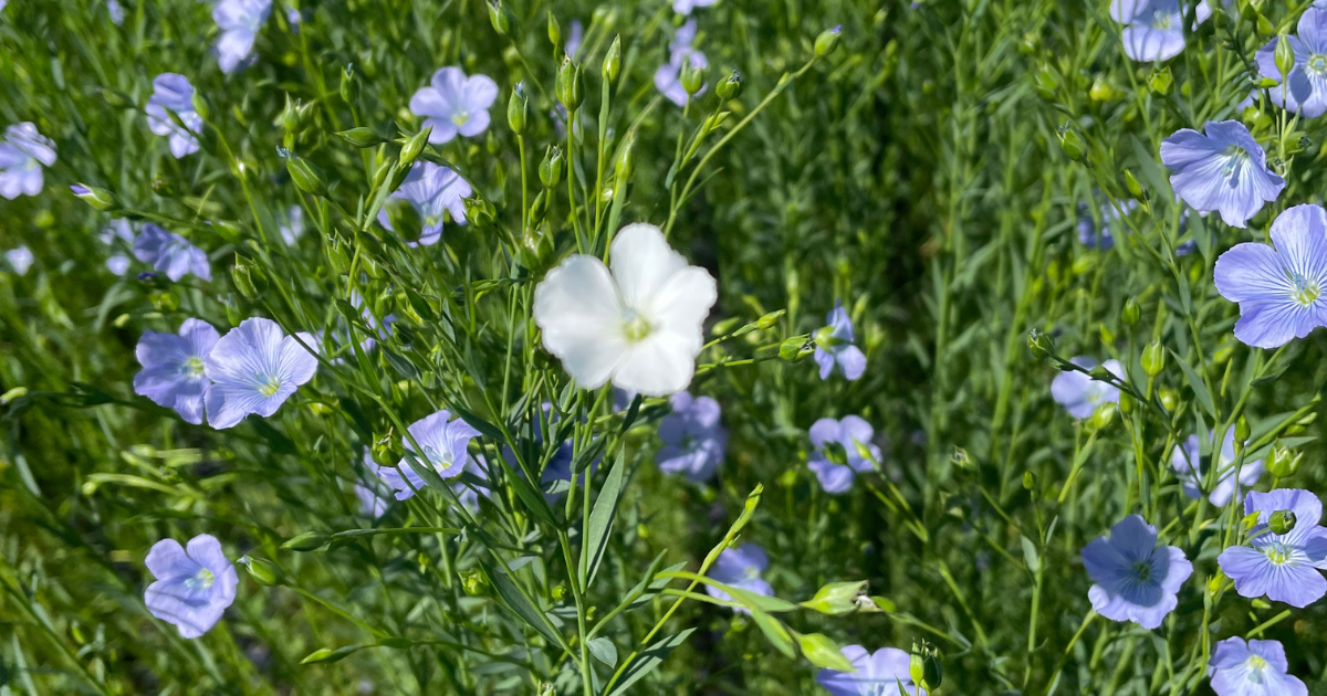 Vlas bloemen header