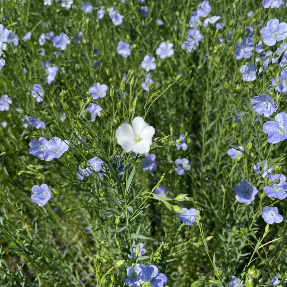 Vlas bloemen